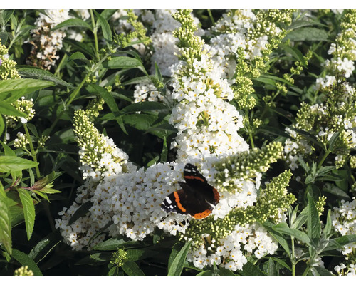 Vlinderstruik Buddleja davidii 'Summer Kids ® Marie' -S- potmaat Ø 22 cm H 40-50 cm Vlinderstruik met witte bloemen en vlinder