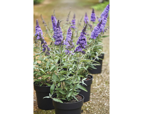 Vlinderstruik Buddleja davidii 'Summer Kids ® Micki' -S- potmaat Ø 22 cm H 40-50 cm Vlinderstruiken in potten met paarse bloemkolven