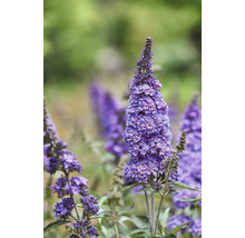 Vlinderstruik in de tuin