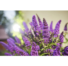 Bloeiwijze van de Buddleja in detail