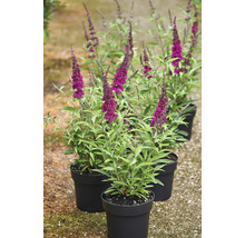 Vlinderstruik in potten met purperrode bloemkolven.