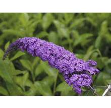 Vlinderstruik Buddleja davidii 'Summer Teens ® Vivian Violet' potmaat Ø 22 cm H 40-50 cm