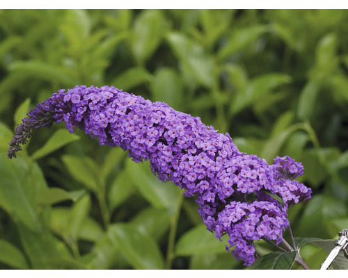 Vlinderstruik Buddleja davidii 'Summer Teens ® Vivian Violet' potmaat Ø 22 cm H 40-50 cm Vlinderstruikbloem tegen een groene achtergrond
