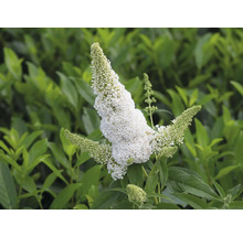 Vlinderstruik met witte bloemen