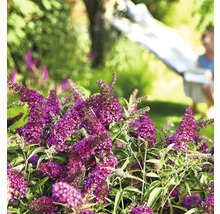 Vlinderstruik in de tuin met persoon