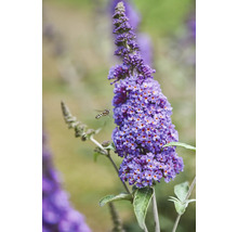 Vlinderstruik met insect in de tuin