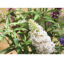 Witte vlinderstruikbloem in de tuin.