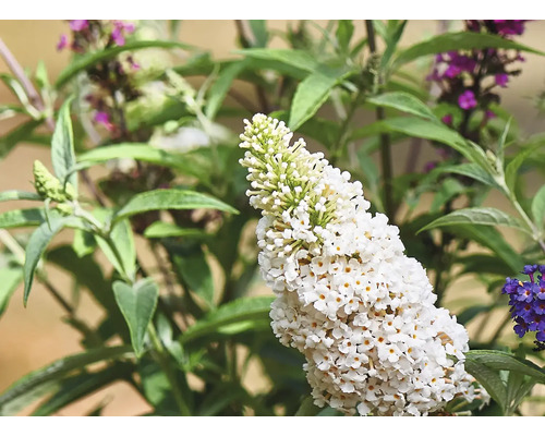 Vlinderstruik Buddleja davidii 'Summer Kids ® Marie' -S- potmaat Ø 19 cm H 30-40 cm Vlinderstruik Buddleja davidii 'Summer Kids ® Marie' -S- potmaat Ø 19 cm H 30-40 cm