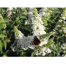 Vlinderstruik met witte bloemen en vlinder