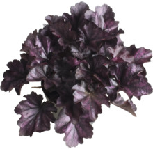 Heuchera plant in pot met donker gekleurde bladeren