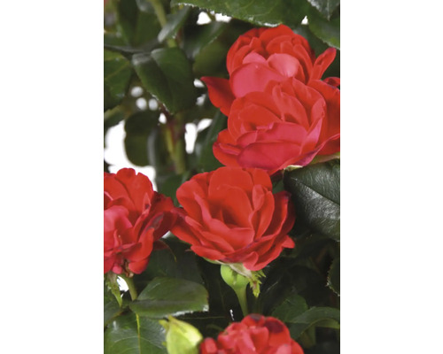 Rode rozenbloemen met groene bladeren