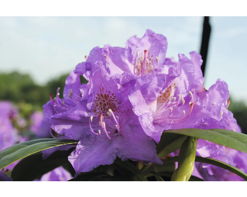 Close-up van een violette rhododendronbloem