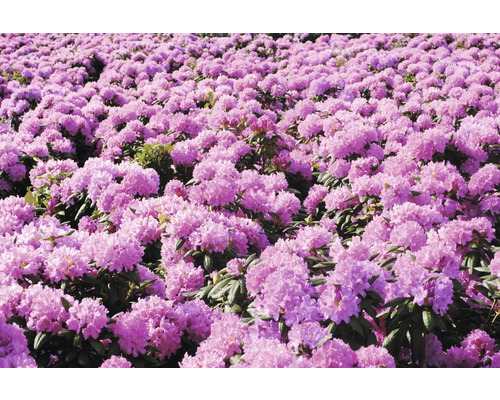 Veld met bloeiende rododendrons