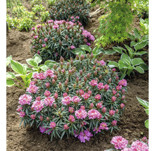 Drie rododendronstruiken in een tuinperk