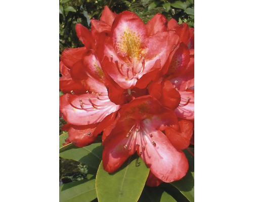 Close-up van een rode rododendronbloem