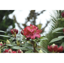 Close-up van een bloeiende, rode rododendronplant.