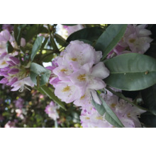 Close-up van rododendronbloemen met bladeren