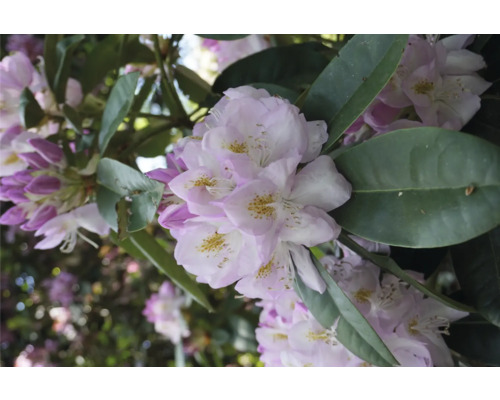 Close-up van rododendronbloemen met bladeren
