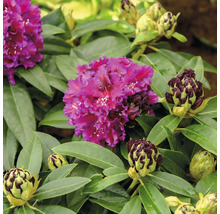 Close-up van een purperrode rododendronbloem met groene bladeren en bloemknoppen.
