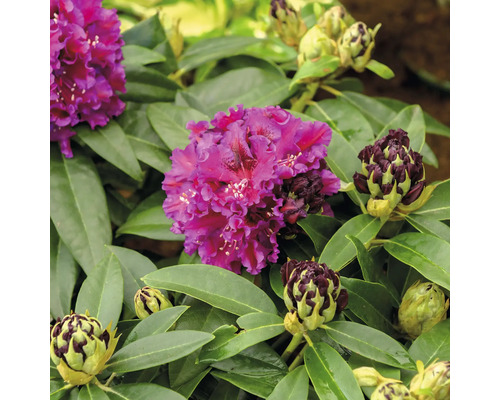 FloraSelf Rhododendron Rhododendron Hybride 'Dramatic Dark' ® potmaat Ø 24 cm H 30-40 cm