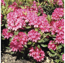 FLORASELF® Rhododendron Rhododendron hybriden 'Frambozenroze' potmaat Ø21 cm