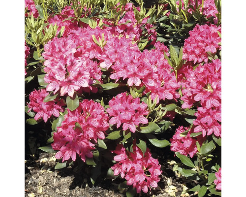 FLORASELF® Rhododendron Rhododendron hybriden 'Frambozenroze' potmaat Ø21 cm Rhododendron met bladeren en bloemen