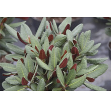 FLORASELF® Rhododendron Rhododendron hybriden 'Frambozenroze' potmaat Ø21 cm