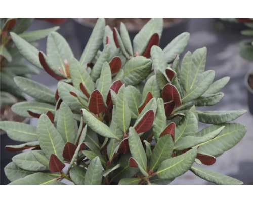 Close-up van een Japanse parasolspindelboomplant met bladeren