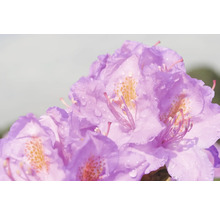 Close-up van rododendronbloemen met waterdruppels