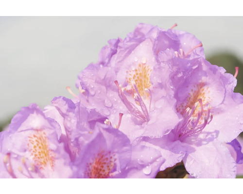 Close-up van rododendronbloemen met waterdruppels
