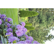 Close-up van paarse rododendronbloemen in de tuin