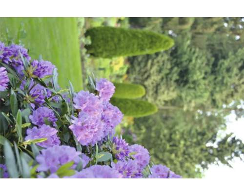 Close-up van paarse rododendronbloemen in de tuin
