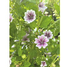 FLORASELF Groot kaasjeskruid Malva sylvestris potmaat Ø 19 cm H 10-50 cm