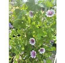 FLORASELF Groot kaasjeskruid Malva sylvestris potmaat Ø 19 cm H 10-50 cm