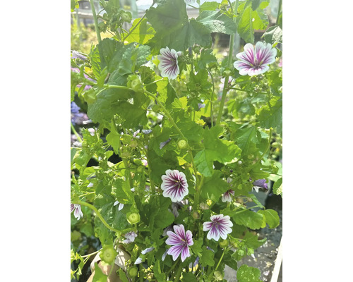 Muskuskaasjeskruid met bloemen en groene bladeren.