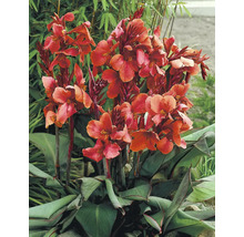 FLORASELF Bloemriet Canna-Cultivars 'Pink' potmaat Ø 18 cm H 10-60 cm