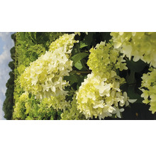 FLORASELF Pluimhortensia Hydrangea paniculata 'Skyfall' potmaat 6 liter H 80 cm
