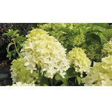 FLORASELF Pluimhortensia Hydrangea paniculata 'Skyfall' potmaat 6 liter H 80 cm