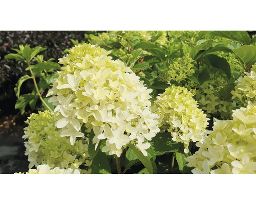 Pluimhortensia met bloem