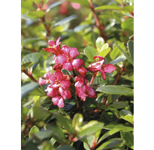 FLORASELF Lades Escallonia ‘Red Dream‘ potmaat 4,5 liter H 30-40 cm
