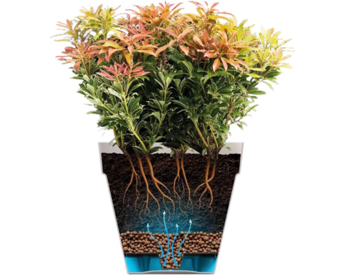 Illustratie van een Pieris japonica plant in pot met wortelstelsel en irrigatie