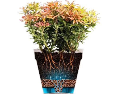 Illustratie van een Pieris-plant in een pot met wortelstelsel en irrigatie