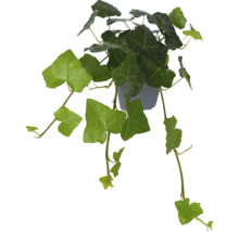 Klimop kamerplant in pot