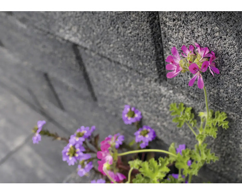 Close-up van paarse en roze bloemen tegen een grijze stenen muur.