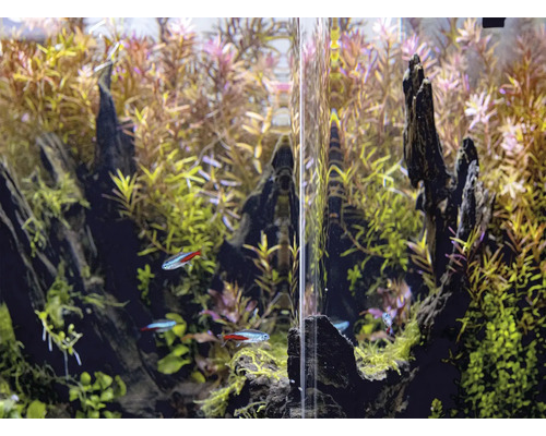 Aquarium met waterplanten en vissen