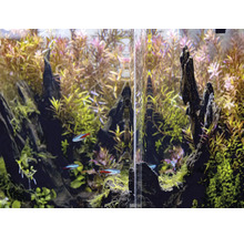 Aquarium met planten, wortelhout en kleine vissen