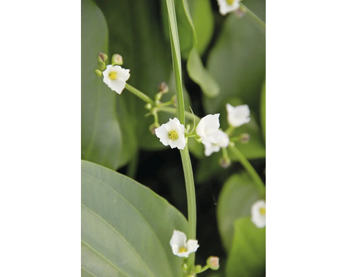 Pijlwortel met witte bloemen