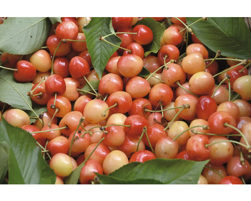 FLORASELF BIO Kersenboom Prunus avium 'Napoleon' potmaat 7,5 liter H 120-150 cm