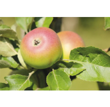 Twee appels aan de boom met bladeren