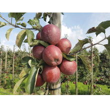 Appelboom met rode appels